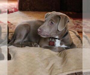 Labrador Retriever Dogs for adoption in Potomac, MD, USA