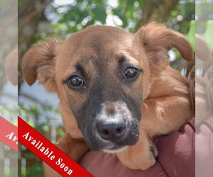 Mutt Dogs for adoption in Huntley, IL, USA