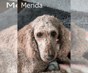 Mutt Dogs for adoption in Sioux Falls, SD, USA