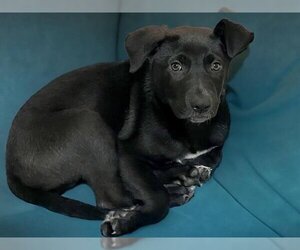 Labrador Retriever Dogs for adoption in Tulsa, OK, USA