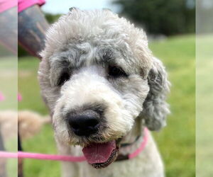 Bernedoodle Dogs for adoption in Pacolet, SC, USA