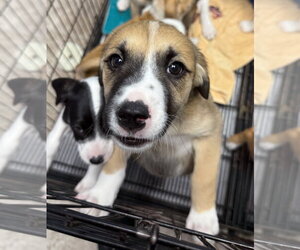 Anatolian Shepherd Dogs for adoption in Gilberts, IL, USA