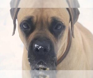 Mastiff Dogs for adoption in Edmond, OK, USA