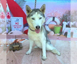 Siberian Husky Dogs for adoption in Long Beach, CA, USA