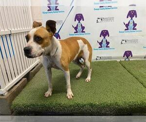 American Pit Bull Terrier-Unknown Mix Dogs for adoption in Orlando, FL, USA