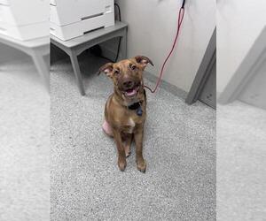 Labrador Retriever-Unknown Mix Dogs for adoption in Pasadena, TX, USA