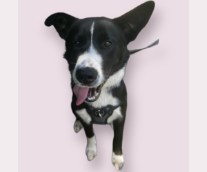 Collie-Unknown Mix Dogs for adoption in Rockville, MD, USA
