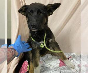 German Shepherd Dog-Unknown Mix Dogs for adoption in Modesto, CA, USA