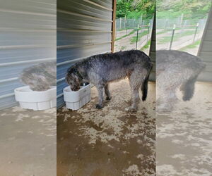 Irish Wolfhound-Unknown Mix Dogs for adoption in Woodsfield, OH, USA