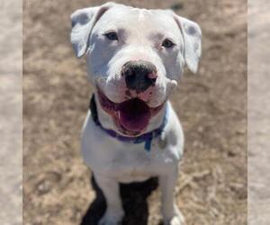 American Pit Bull Terrier Dogs for adoption in Aurora, CO, USA