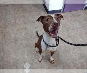 Staffordshire Bull Terrier-Unknown Mix Dogs for adoption in Raleigh, NC, USA