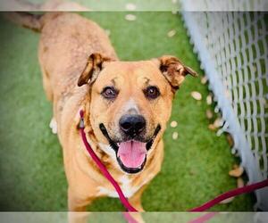 Shepradors Dogs for adoption in Orlando, FL, USA