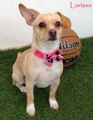Dorgi Dogs for adoption in San Diego, CA, USA