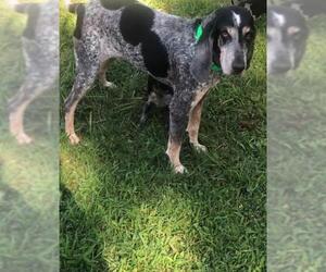 Bluetick Coonhound Dogs for adoption in Rock Hill, SC, USA