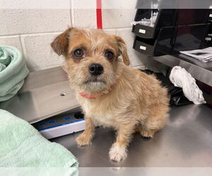 - Mix Dogs for adoption in San Bernardino, CA, USA