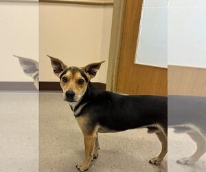 Doxle Dogs for adoption in Mundelein, IL, USA