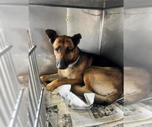 German Shepherd Dog Dogs for adoption in Downey, CA, USA