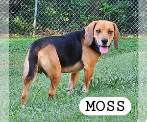 Beagle Dogs for adoption in Woodbury, NY, USA