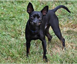 Miniature Pinscher Dogs for adoption in Spring Lake, NJ, USA