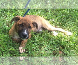 Mutt Dogs for adoption in Wetumpka, AL, USA