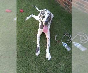 Great Dane Dogs for adoption in Claremore, OK, USA