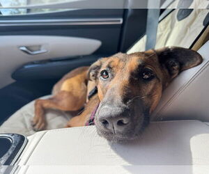 Mutt Dogs for adoption in Houston, TX, USA
