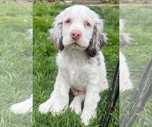 Cocker Spaniel Dogs for adoption in Westminster, MD, USA