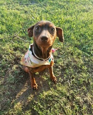 Miniature Pinscher Dogs for adoption in Royse City, TX, USA