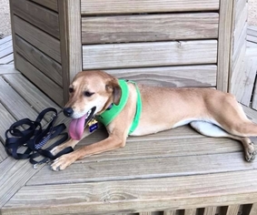 Italian Greyhound-Labrador Retriever Mix Dogs for adoption in Houston, TX, USA