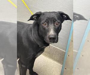 Labrador Retriever-Unknown Mix Dogs for adoption in Las Vegas, NV, USA