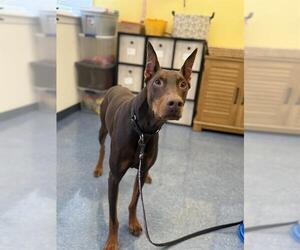 Doberman Pinscher Dogs for adoption in Santa Maria, CA, USA