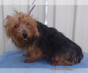 Australian Terrier Dogs for adoption in Mountain View, MO, USA