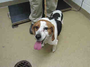 Beagle Dogs for adoption in Belleville, IL, USA