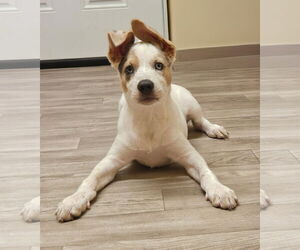 Mutt Dogs for adoption in Oakhurst, NJ, USA