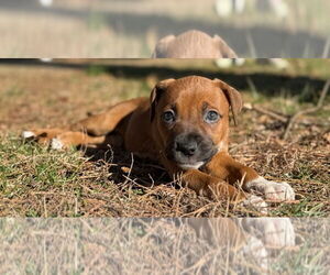 American Staffordshire Terrier-Boxer Mix Dogs for adoption in Chester, VA, USA