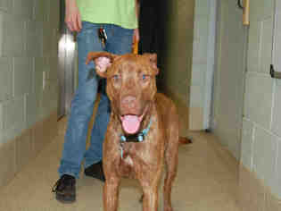 American Pit Bull Terrier-Unknown Mix Dogs for adoption in Tavares, FL, USA