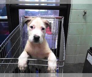 American Pit Bull Terrier-Unknown Mix Dogs for adoption in Tulsa, OK, USA