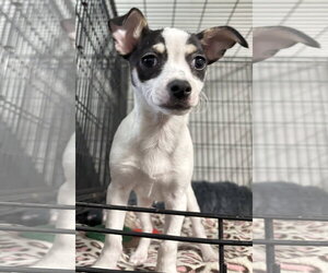 Rat Terrier-Unknown Mix Dogs for adoption in McDonough, GA, USA