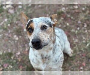 Mutt Dogs for adoption in Tulsa, OK, USA