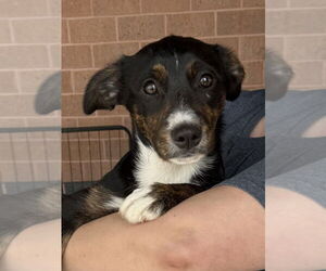 Border Collie-Unknown Mix Dogs for adoption in Bolivar, MO, USA