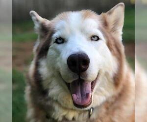 Alusky Dogs for adoption in Charlotte, NC, USA