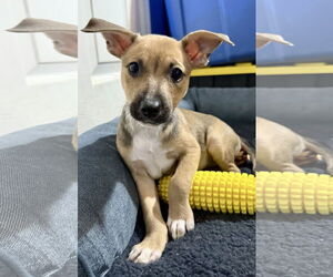 Chihuahua-Unknown Mix Dogs for adoption in Jefferson, NJ, USA