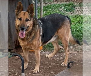 German Shepherd Dog Dogs for adoption in Rocky Point, NC, USA