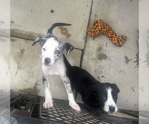Mutt Dogs for adoption in Jackson Township, NJ, USA