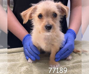 Mutt Dogs for adoption in Chico, CA, USA