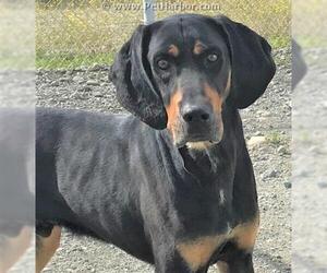 Black and Tan Coonhound Dogs for adoption in Palmer, AK, USA