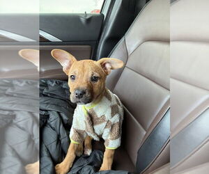 Black Mouth Cur-Unknown Mix Dogs for adoption in Shermans Dale, PA, USA