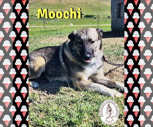 Norwegian Elkhound-Unknown Mix Dogs for adoption in Red Lodge, MT, USA