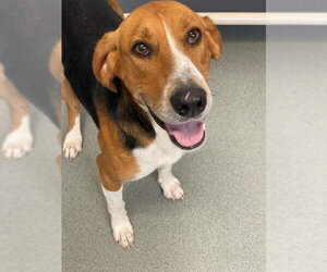 American Foxhound Dogs for adoption in Fayetteville, NC, USA