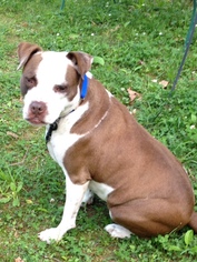 Medium Photo #1 American Pit Bull Terrier-Unknown Mix Puppy For Sale in White Bluff, TN, USA